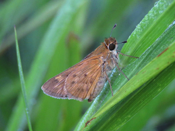 Fiery Skipper female